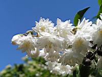 Deutzia scabra cv Candidissima (fam Saxifragacees) (6) (Photo F. Mrugala)